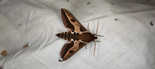 Hyles euphorbiae - kutyatejszender