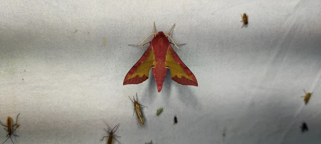 Deilephila porcellus - piros szender