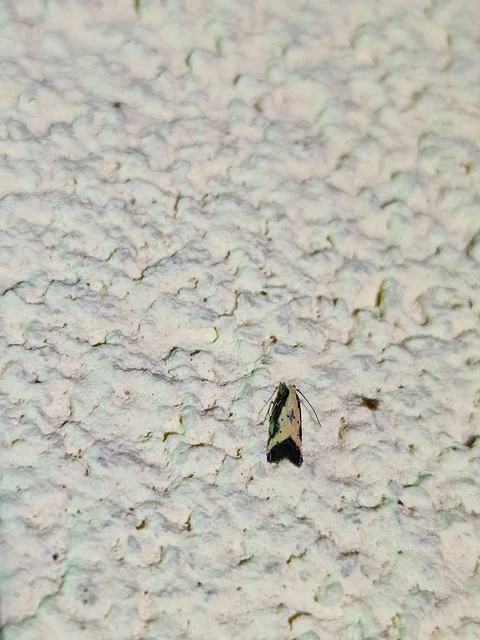 Brachmia dimidiella - citromkocsord-lápimoly