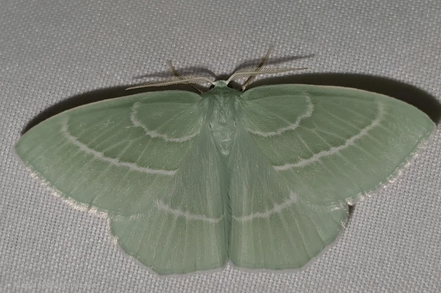 Hemistola chrysoprasaria - kékes zöldaraszoló