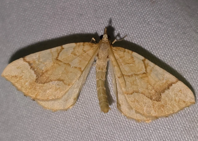 Eulithis mellinata - feketeribiszke-araszoló