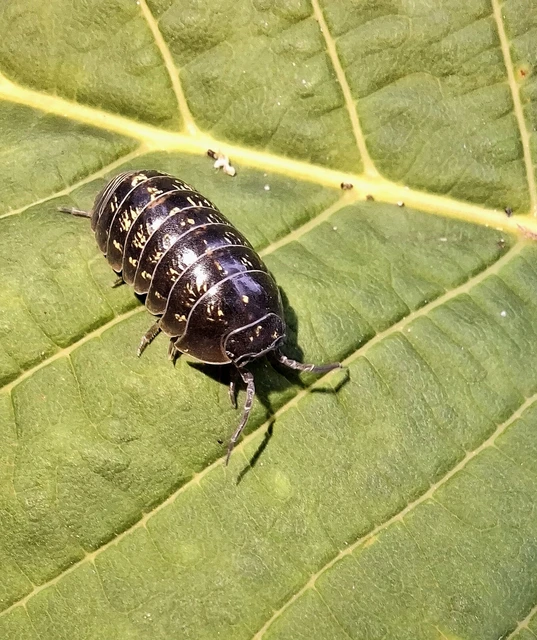 Isopoda - Ászkarákok
