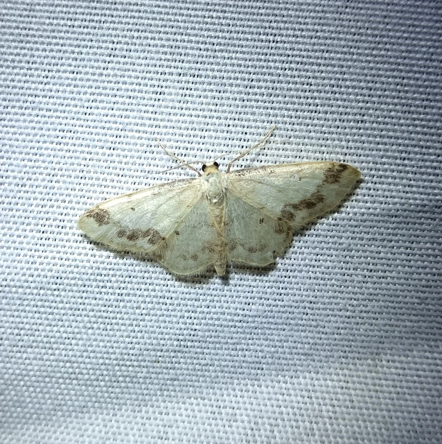 Idaea trigeminata - csúcsfoltos apróaraszoló