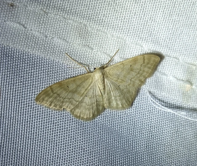 Idaea deversaria - egyszínű sávosaraszoló