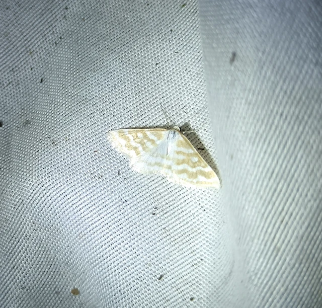 Idaea sericeata - selymes sávosaraszoló