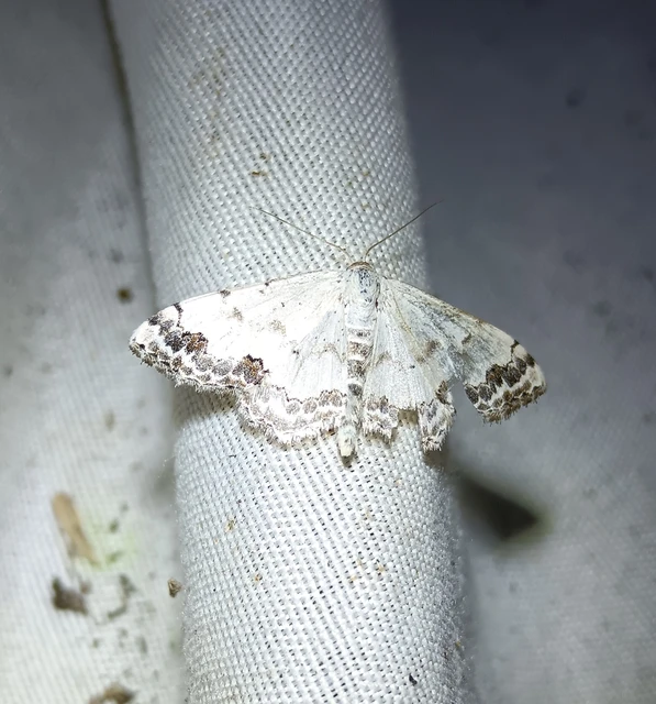 Scopula decorata - tarka fehéraraszoló