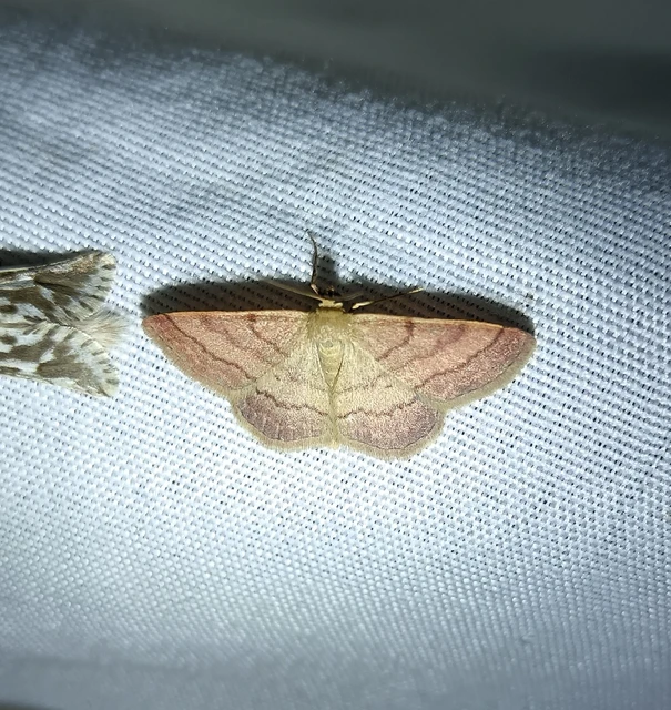 Scopula rubiginata - réti pirosaraszoló