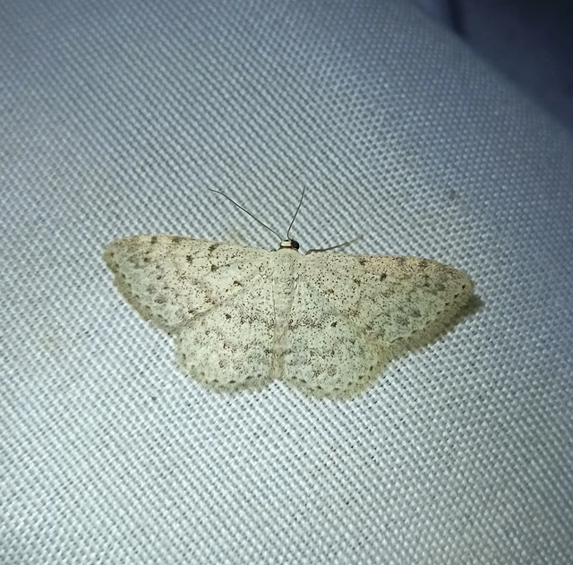 Scopula marginepunctata - pettyes sávosaraszoló