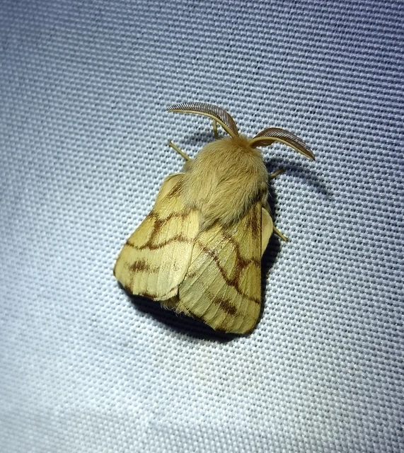 Malacosoma castrensis - kutyatejszövő