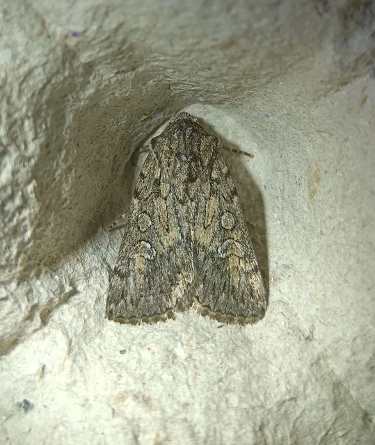 Dichagyris forcipula - szürkésbarna földibagoly