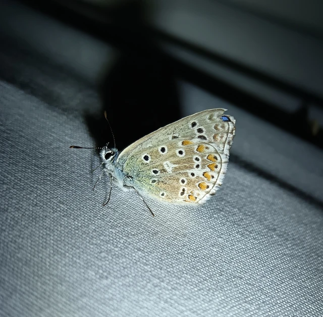 Polyommatus bellargus - égszínű boglárka