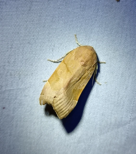 Noctua fimbriata - szélessávú sárgafűbagoly