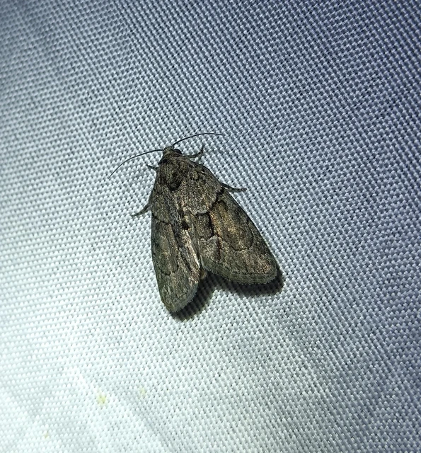 Cryphia fraudatricula - homoki zuzmóbagoly