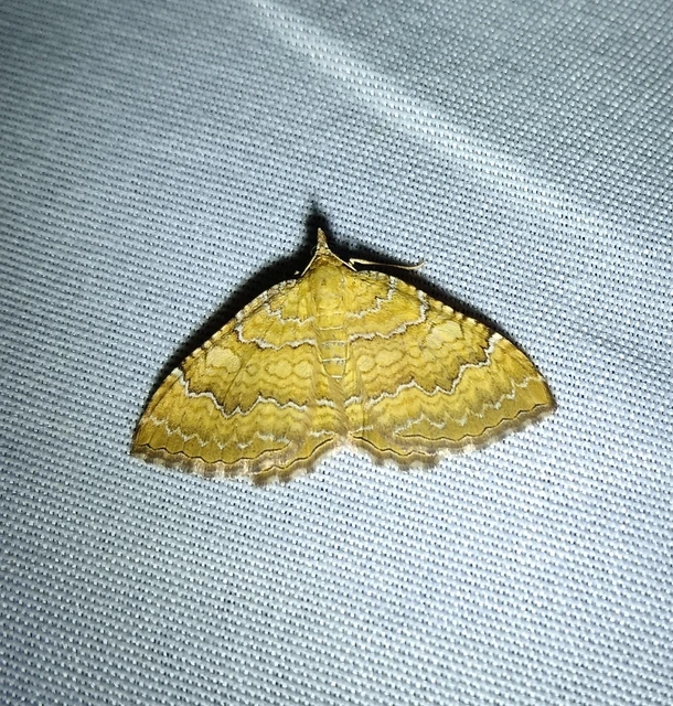 Camptogramma bilineata - kétvonalas sávosaraszoló
