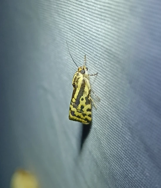 Emmelia trabealis - zebrabagoly
