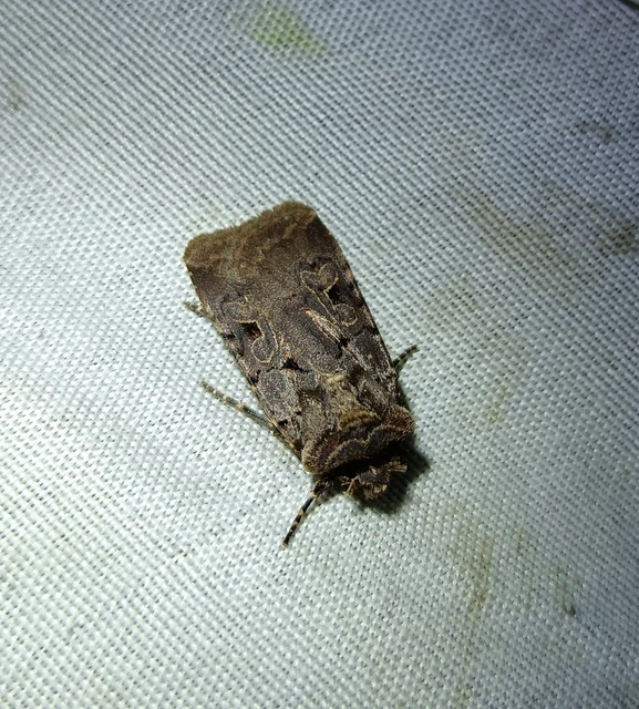 Chersotis rectangula - barna földibagoly