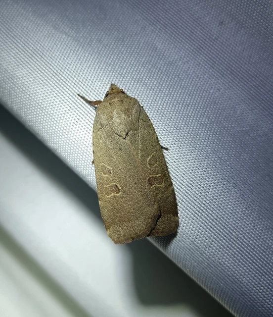 Noctua comes - kis sárgafűbagoly