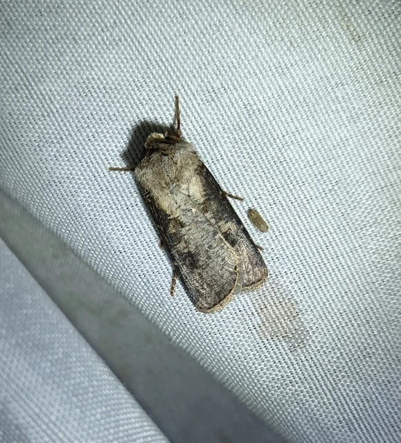 Agrotis clavis - zömök földibagoly