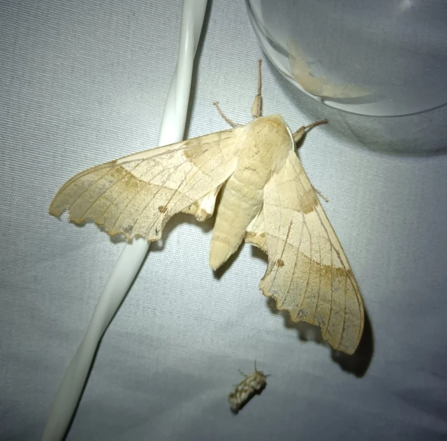 Marumba quercus - tölgyfaszender