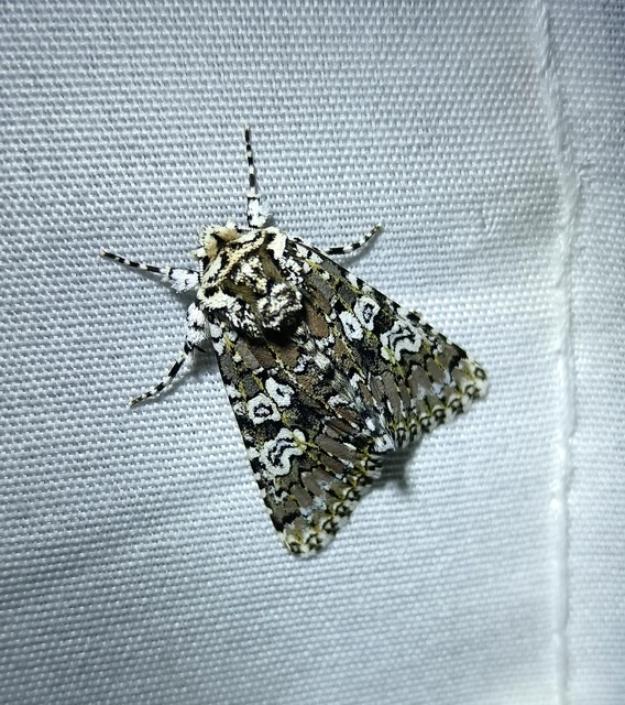 Lamprosticta culta - hármasfoltú bagoly
