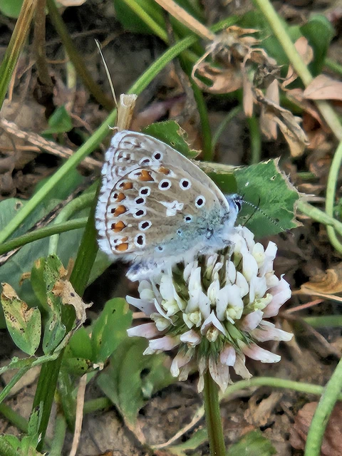 Polyommatus bellargus - égszínű boglárka