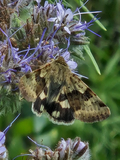 Heliothis viriplaca - mácsonyabagoly