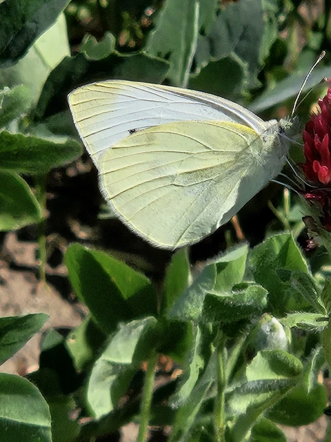 Pieris rapae - répalepke