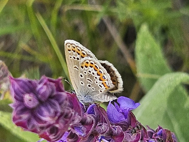 Plebejus argus - ezüstös boglárka