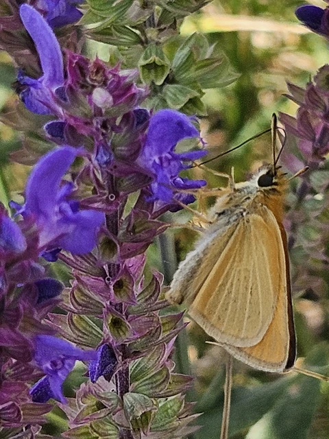 Thymelicus lineola - vonalas busalepke