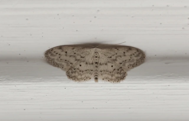 Idaea seriata - szürke apróaraszoló