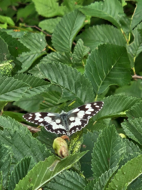 Melanargia galathea - sakktáblalepke