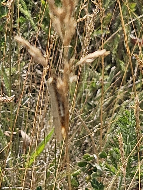 Spiris striata - csíkos molyszövő