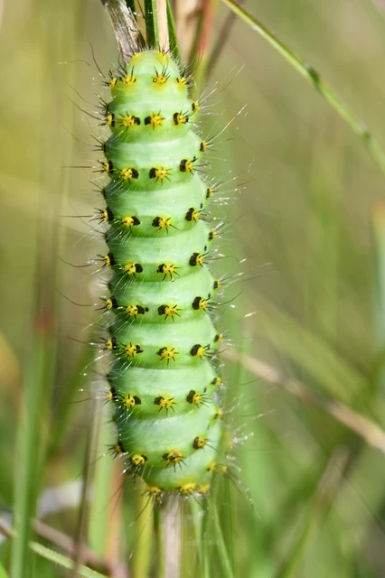 Saturnia pavoniella/pavonia