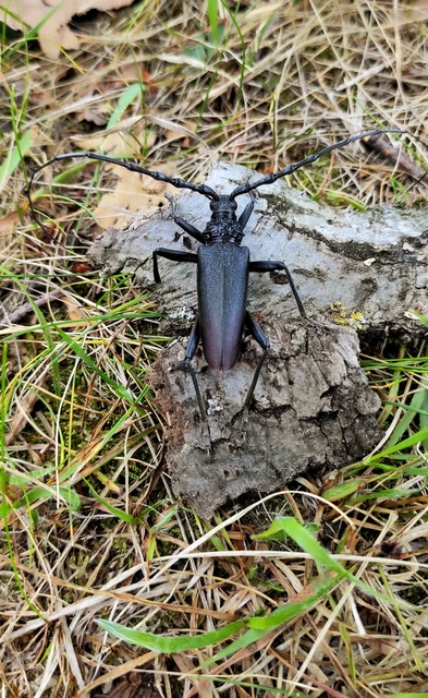 Cerambyx cerdo - nagy hőscincér