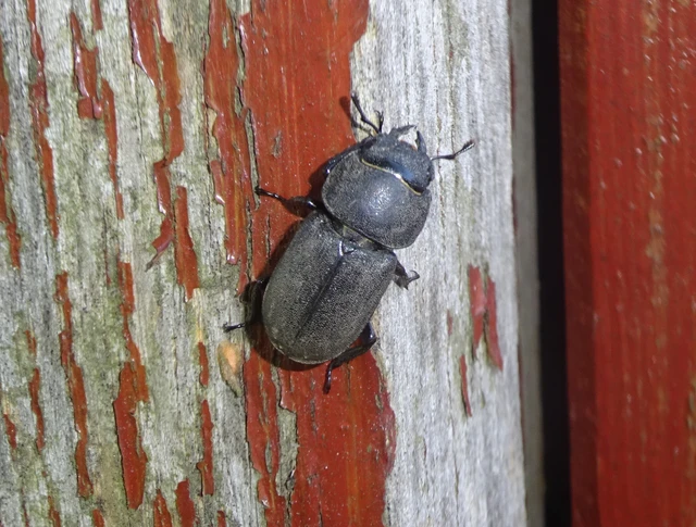 Dorcus parallelipipedus - kis szarvasbogár