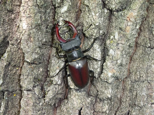 Lucanus cervus - nagy szarvasbogár