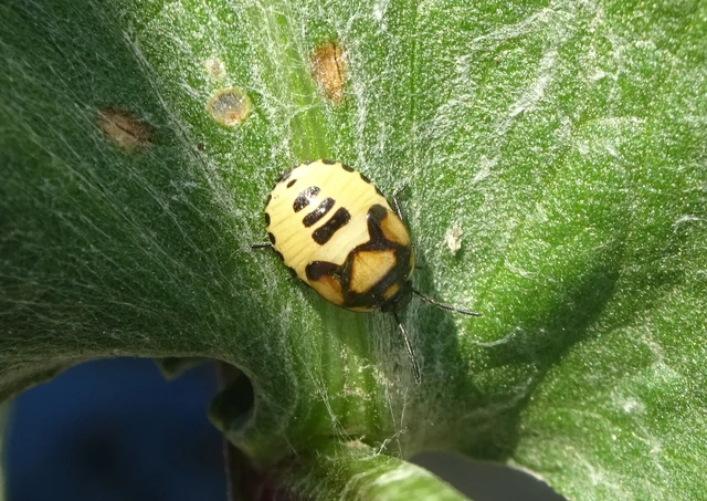 Tritomegas bicolor - foltos földipoloska
