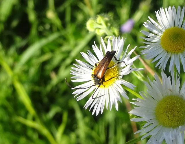 Stenurella melanura - feketevégű karcsúcincér