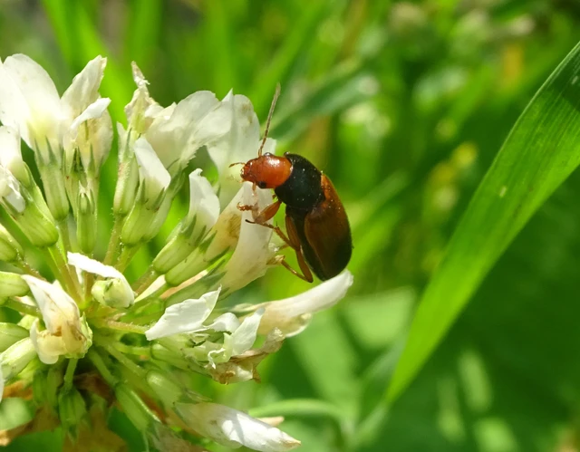 Diachromus germanus - német tarkafutó