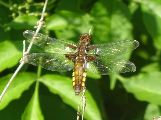 Libellula depressa - széles laposacsa