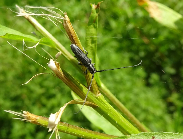 Agapanthia cardui - sávos bogáncscincér