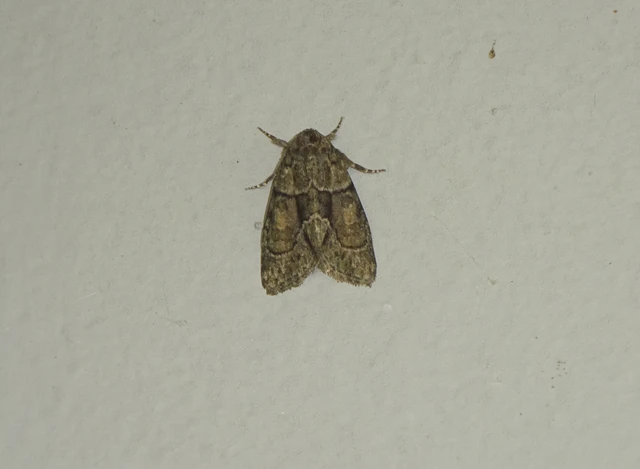 Cryphia fraudatricula - homoki zuzmóbagoly