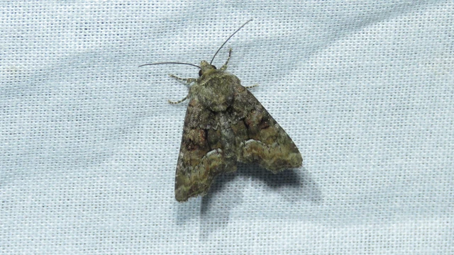Oligia strigilis/latruncula/versicolor