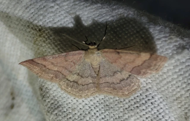 Scopula rubiginata - réti pirosaraszoló