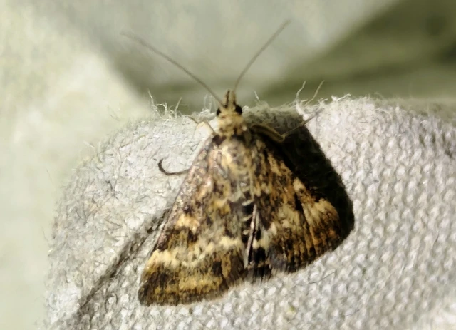 Pyrausta despicata - réti bíbormoly