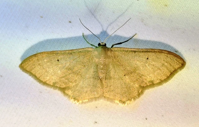 Idaea straminata - szalmasárga sávosaraszoló