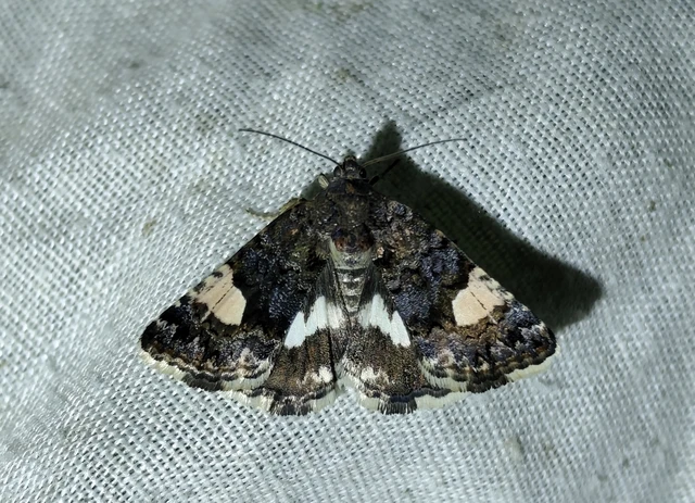 Tyta luctuosa - fekete nappalibagoly