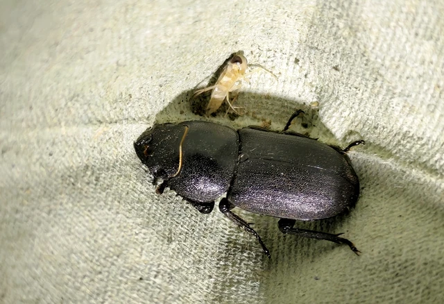 Dorcus parallelipipedus - kis szarvasbogár