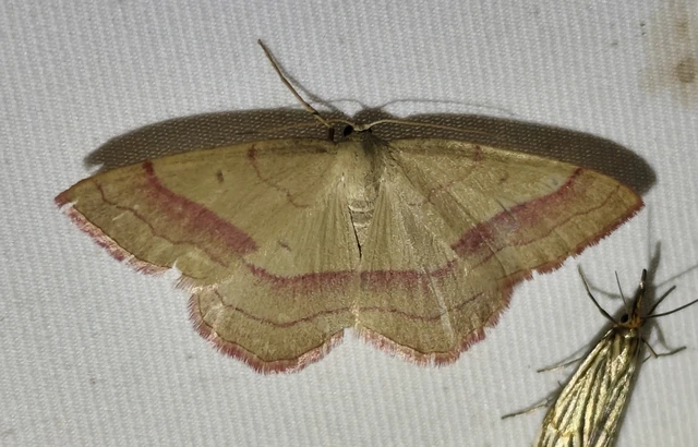 Rhodostrophia vibicaria - pirosszélű araszoló