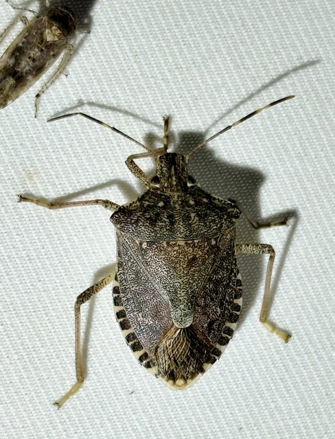 Halyomorpha halys - ázsiai márványospoloska